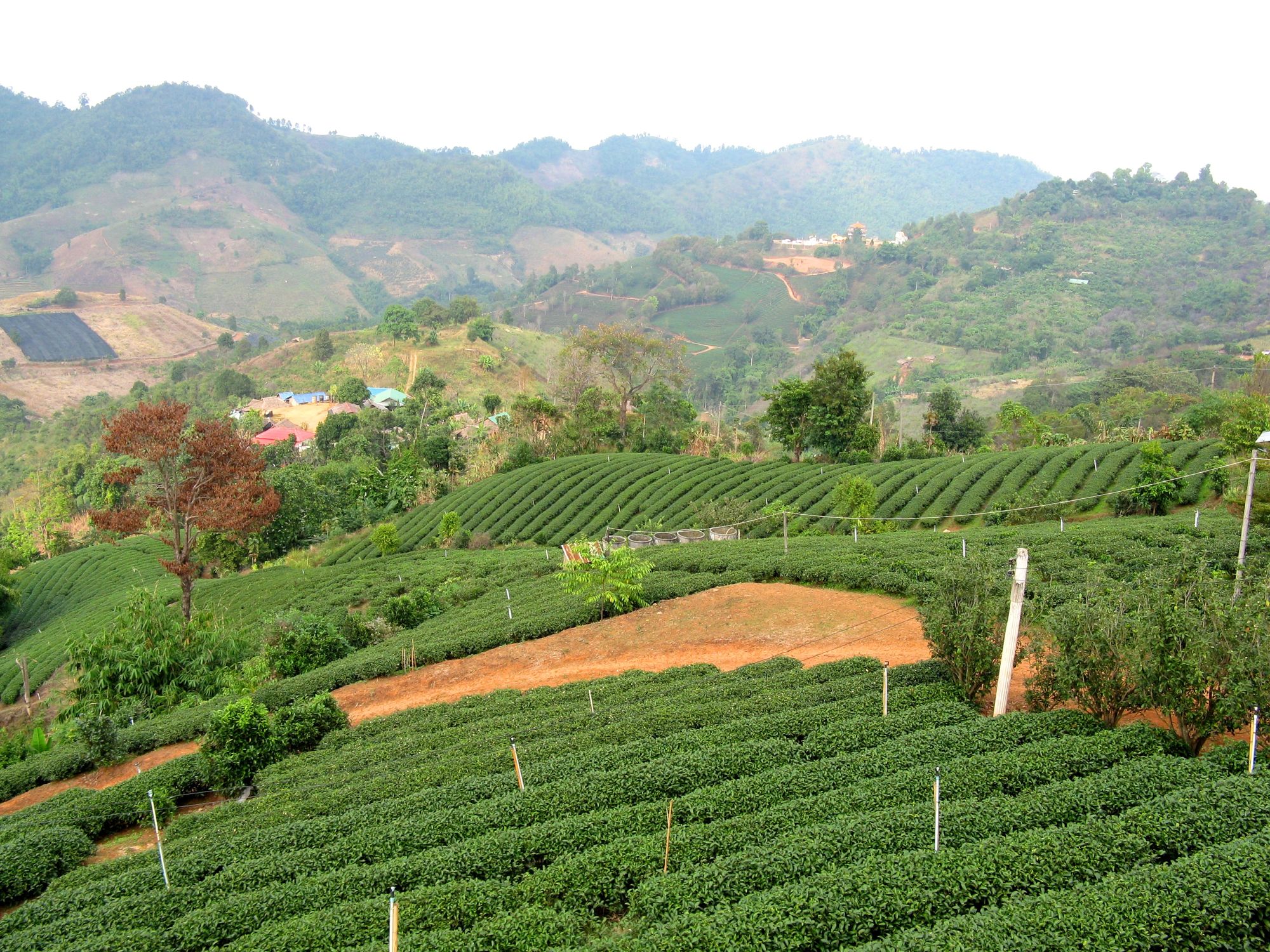 Мае Салонг - китайская деревня и чайные плантации на севере Таиланда. Отзывы туристов – 2019 * Форум 