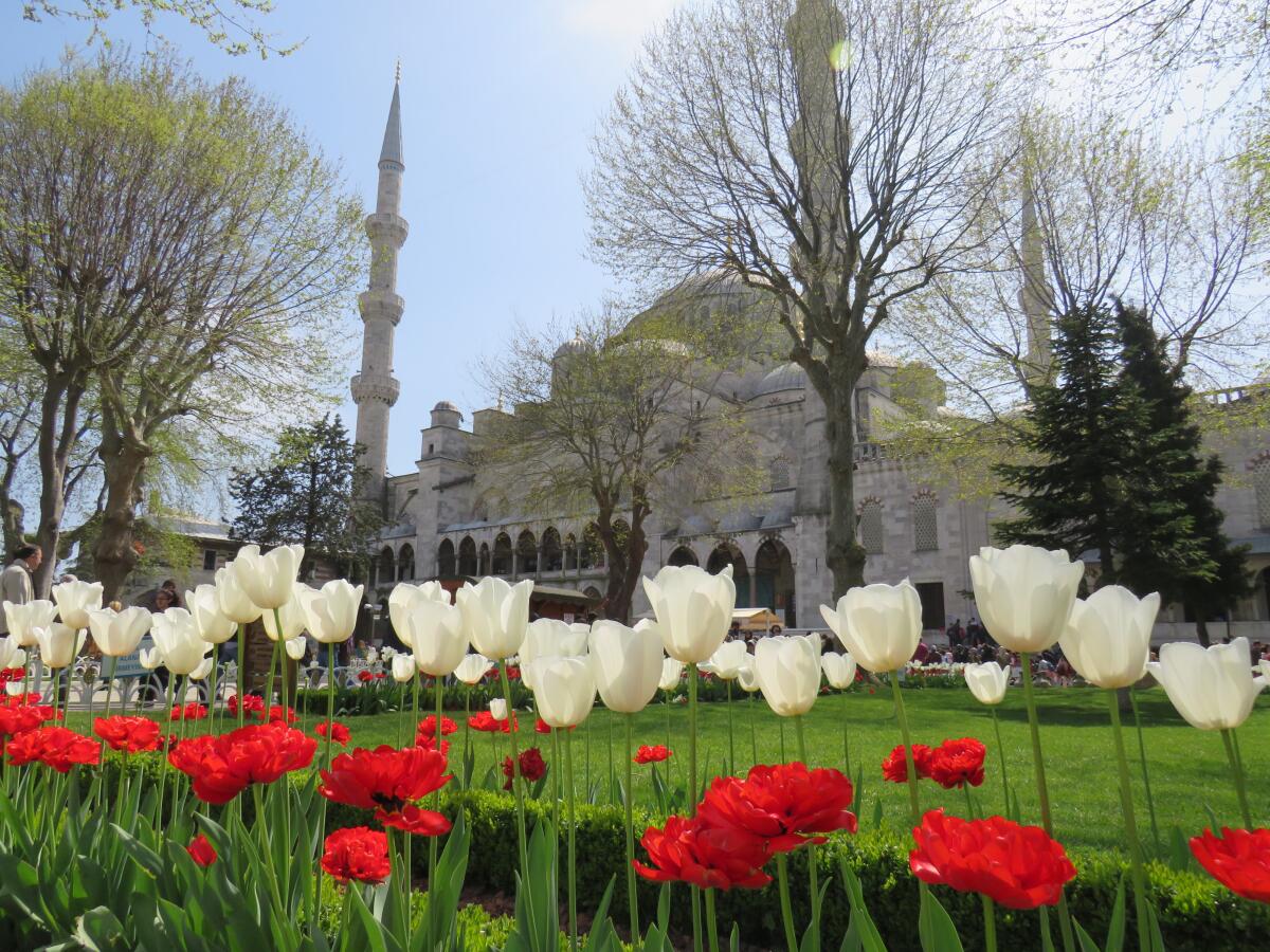 Фестиваль Тюльпанов в Стамбуле: когда и где смотреть – 2019   * Турция