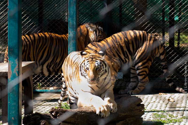 В клетке с тиграми – страх и радость в одном флаконе. Тигровое королевство (Tiger Kingdom) в Чиангмае