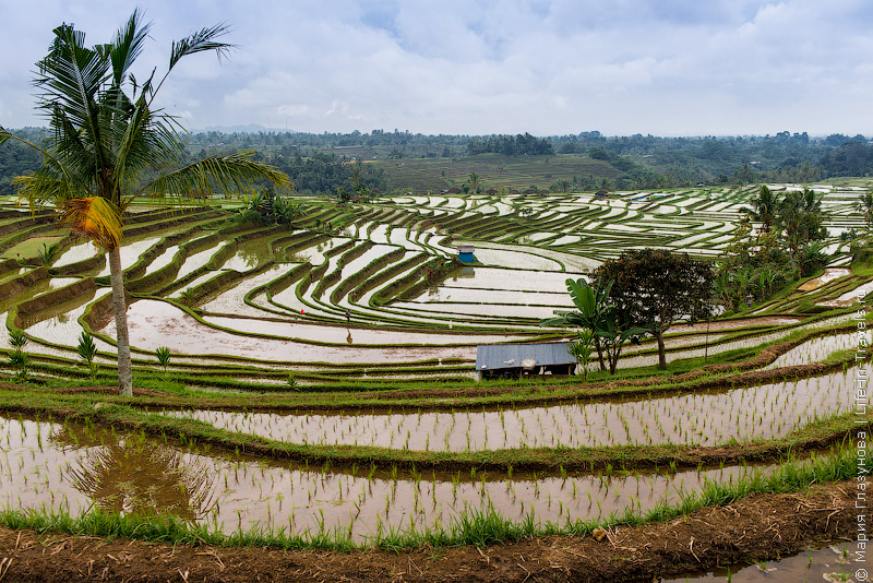 Рисовые террасы Джатилувих (Jatiluwih) – природный калейдоскоп на Бали
