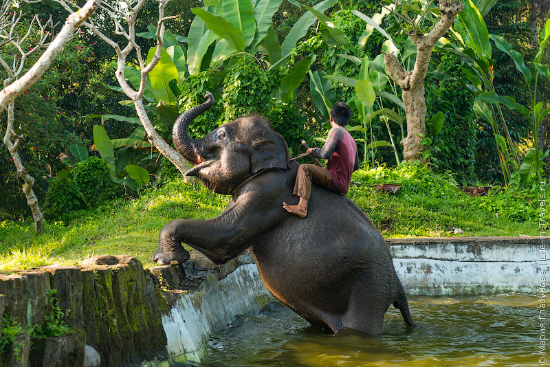 Парк слонов на Бали или как мы за купающимися гигантами подглядывали