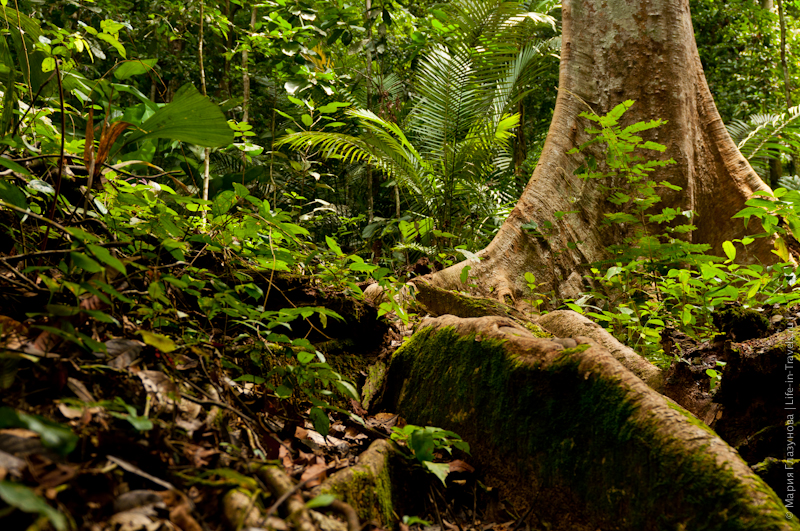 Таман-Негара – джунгли, по которым гуляли динозавры