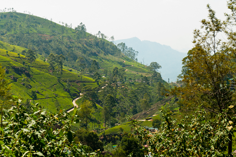 Нувара-Элия: бескрайние чайные плантации Шри-Ланки и фото с чайного производства
