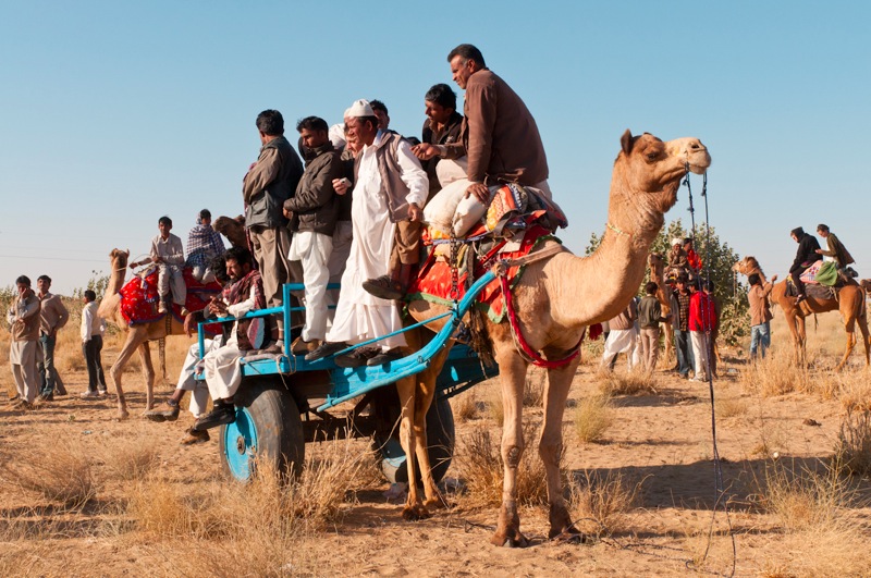 Джайсалмер: Фестиваль Пустыни, день 3й. Гонки на верблюдах и конкурс воздушных змеев