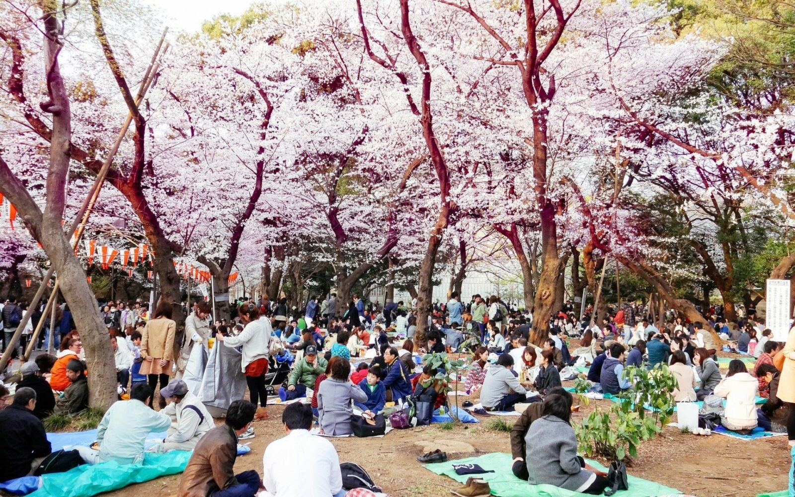 Цветение сакуры в Японии - праздник Ханами – 2019   *