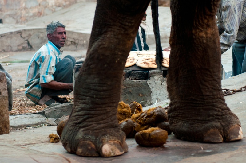 Джайпур: слоновья ферма