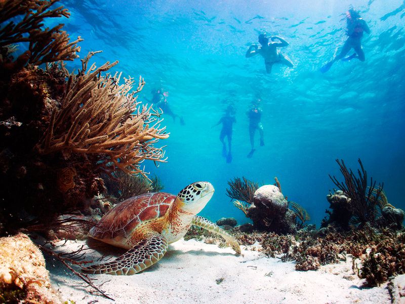 Акумаль - коралловый пляж и морские черепахи