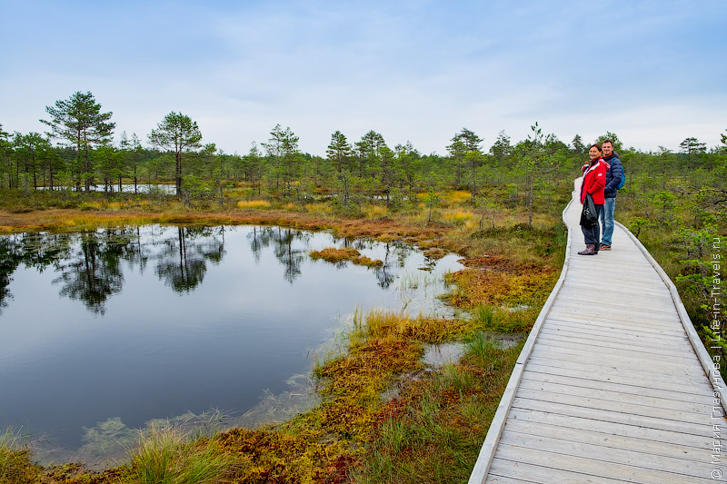 Эстонский Йеллоустоун или наша прогулка по болоту Виру в Национальном парке Лахемаа